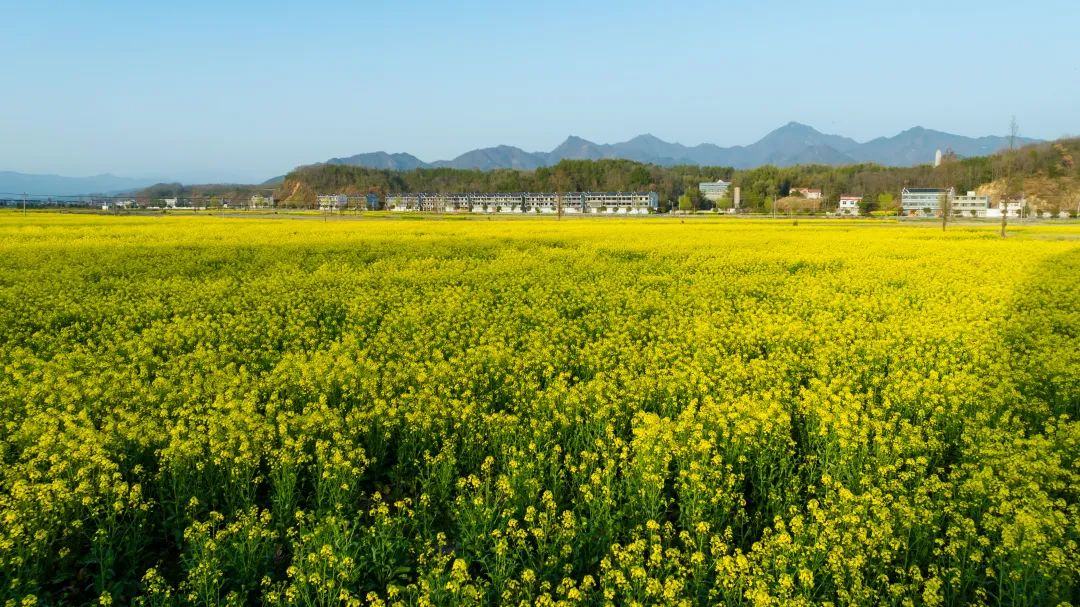 花事英山春日追花日历来啦