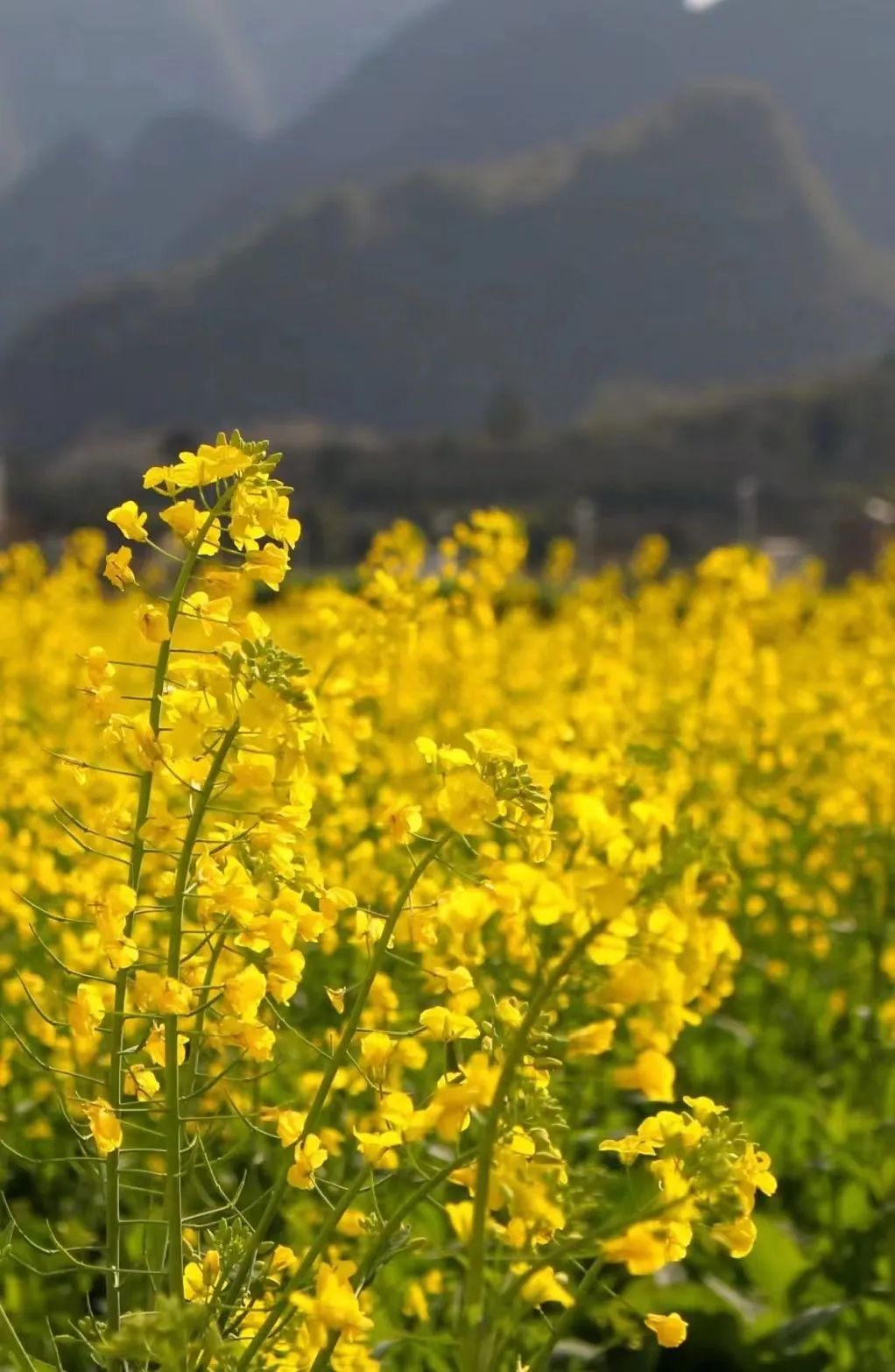 花事英山春日追花日历来啦