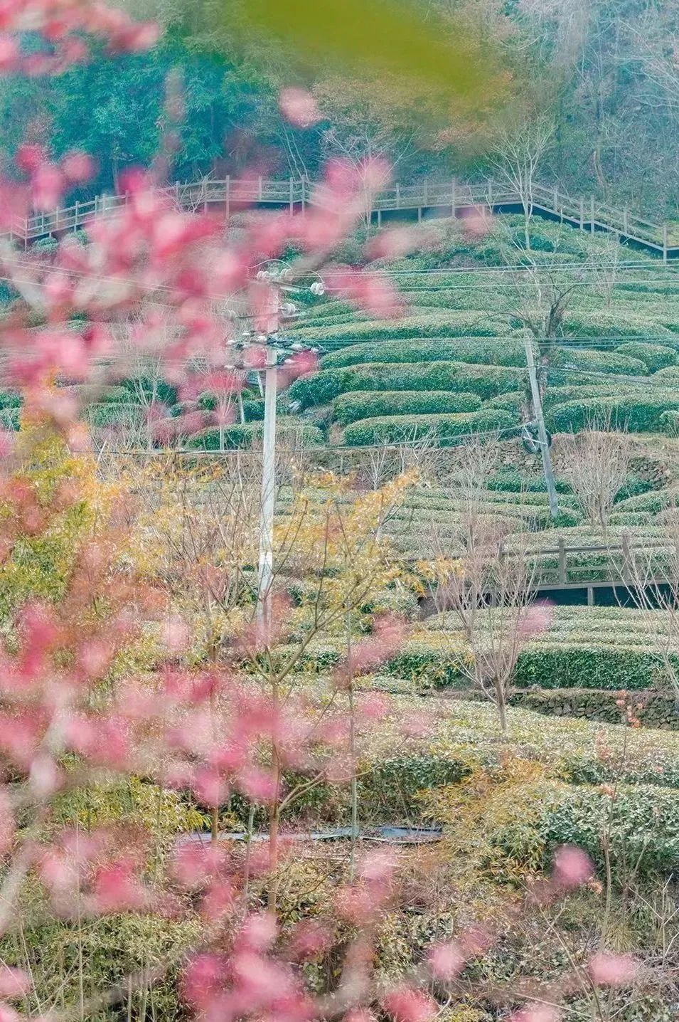 偷偷告诉你十堰即将进入64樱花64的世界