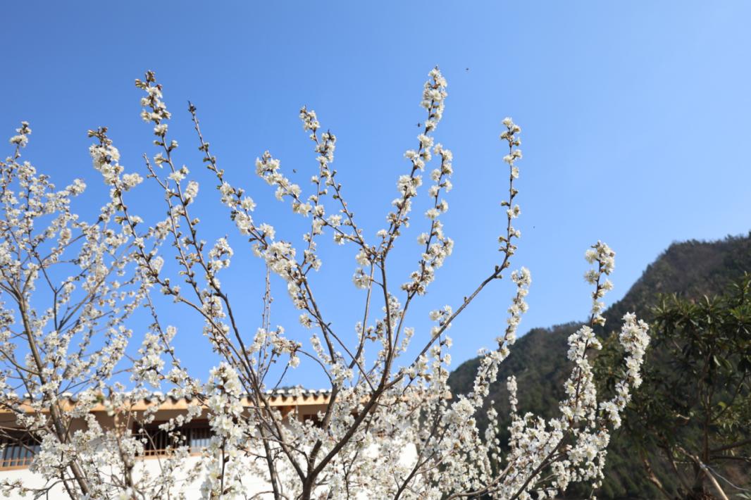 偷偷告诉你十堰即将进入64樱花64的世界