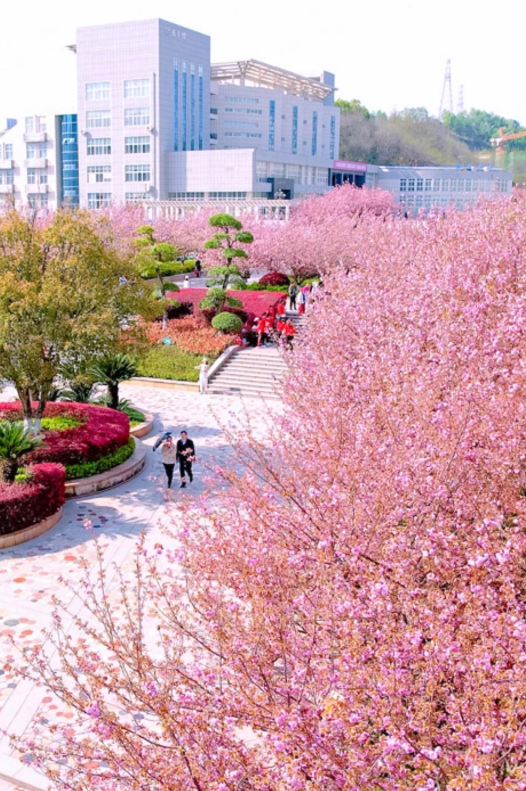 偷偷告诉你,十堰即将进入64樱花64的世界～_澎湃号·政务_澎湃