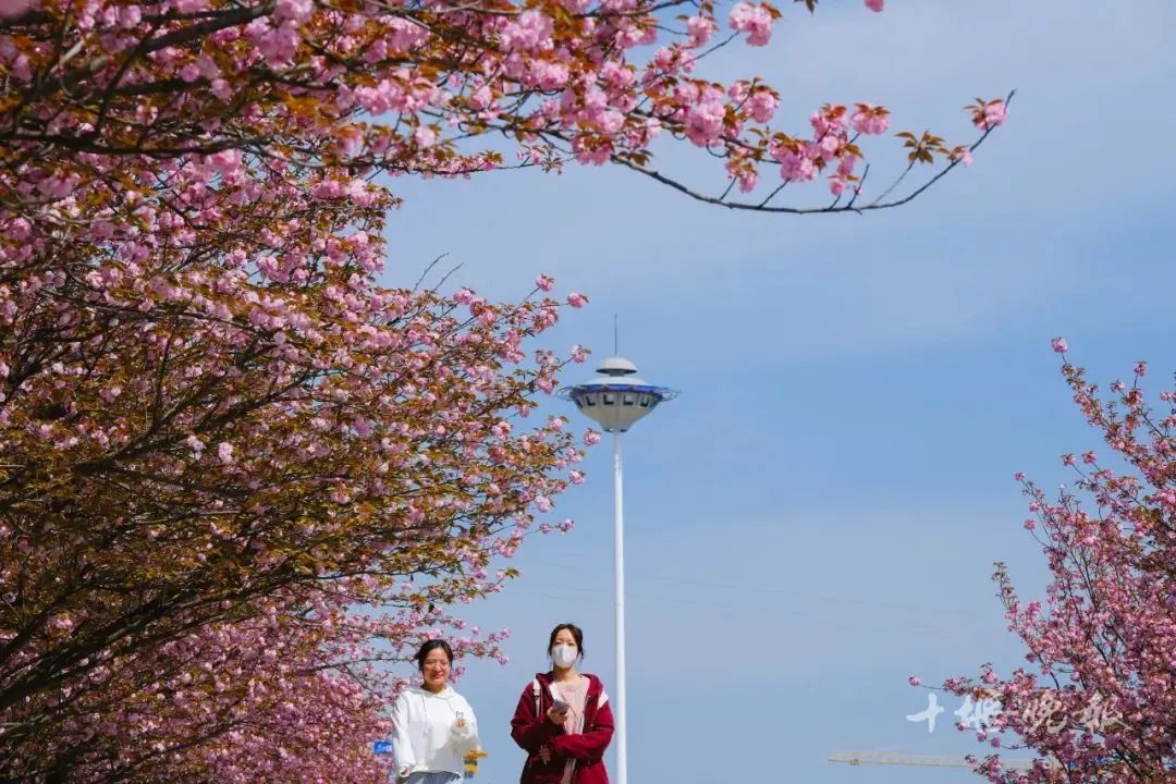偷偷告诉你,十堰即将进入64樱花64的世界～_澎湃号·政务_澎湃