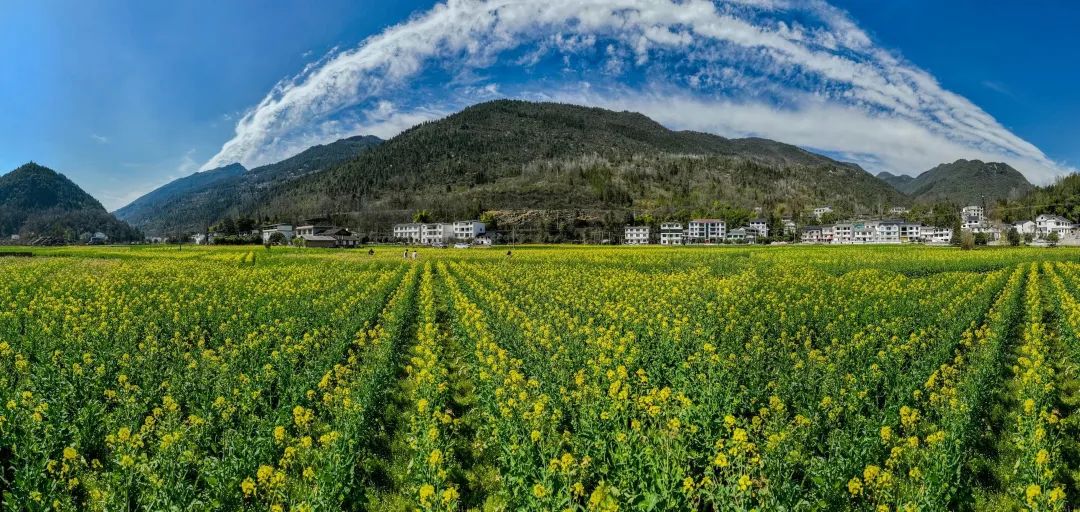 恩施花卉批发基地