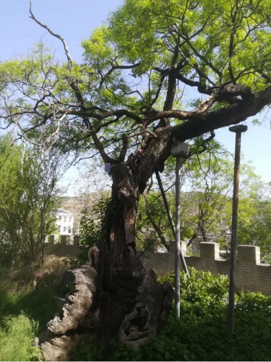 灵台故事 | 王云:百里"唐槐"_澎湃号·政务_澎湃新闻-the paper