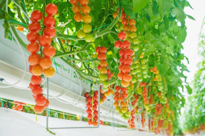 今天,金山番茄节在西郊百联开幕,还不快来吃番茄!