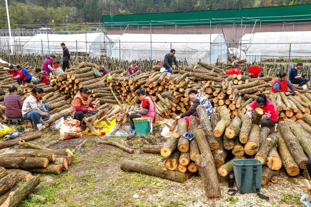 三月春光好 银耳接种忙_澎湃号·政务_澎湃新闻-the paper