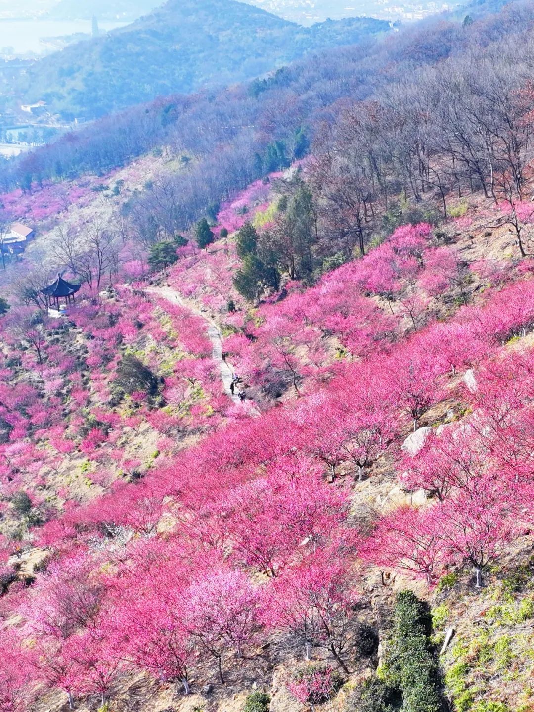 海上云台山景区三月的海上云台山满目皆是盎然春意成了班味净化器在