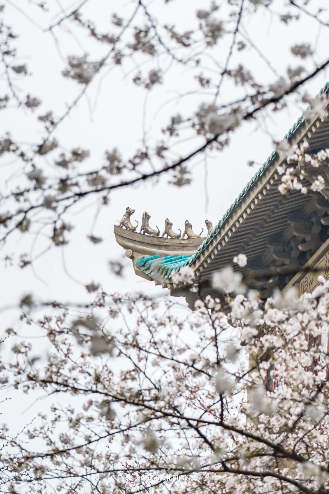 武大樱花大道开了_澎湃号·政务_澎湃新闻-the paper