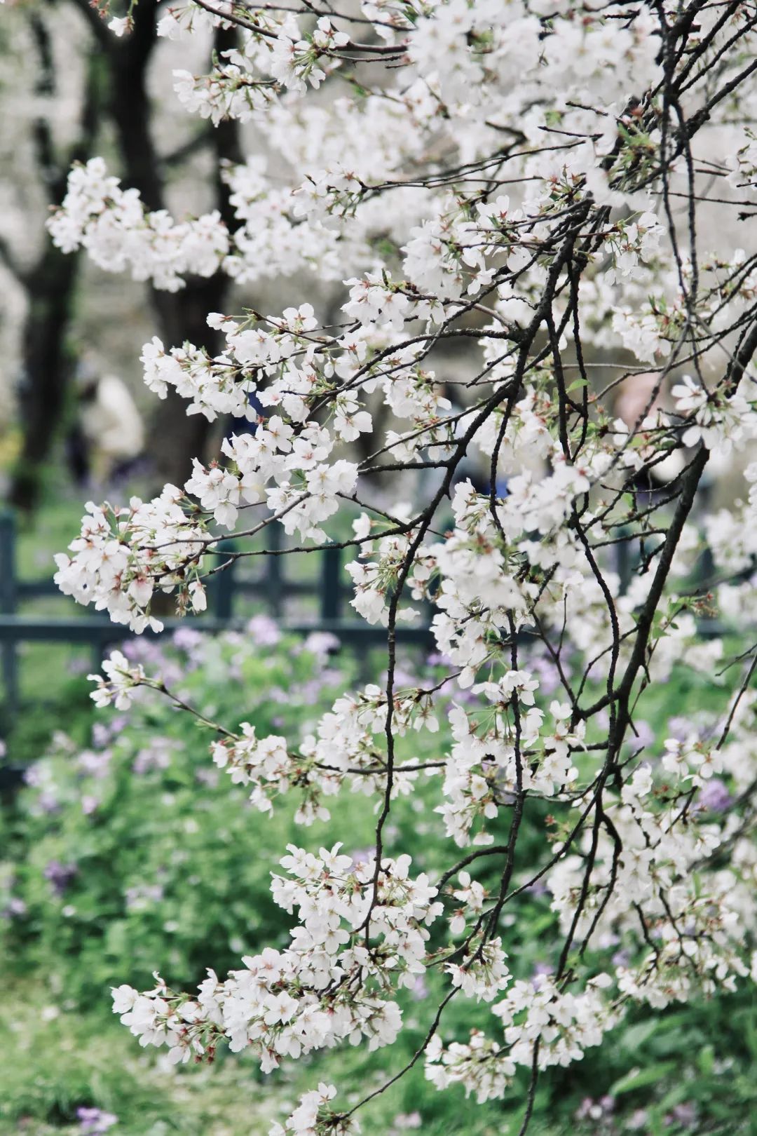 武大樱花大道开了_澎湃号·政务_澎湃新闻-the paper