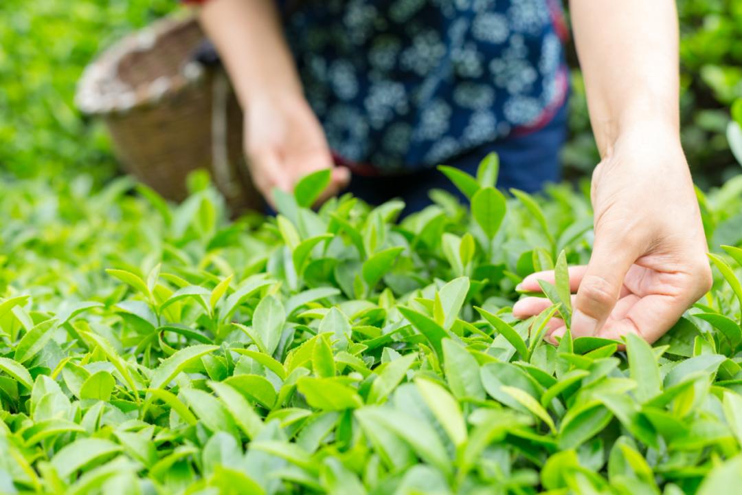 裕河毛尖最大的特征是茶叶只一个叶芽,细嫩颀长,条索紧实纤细,微卷曲.