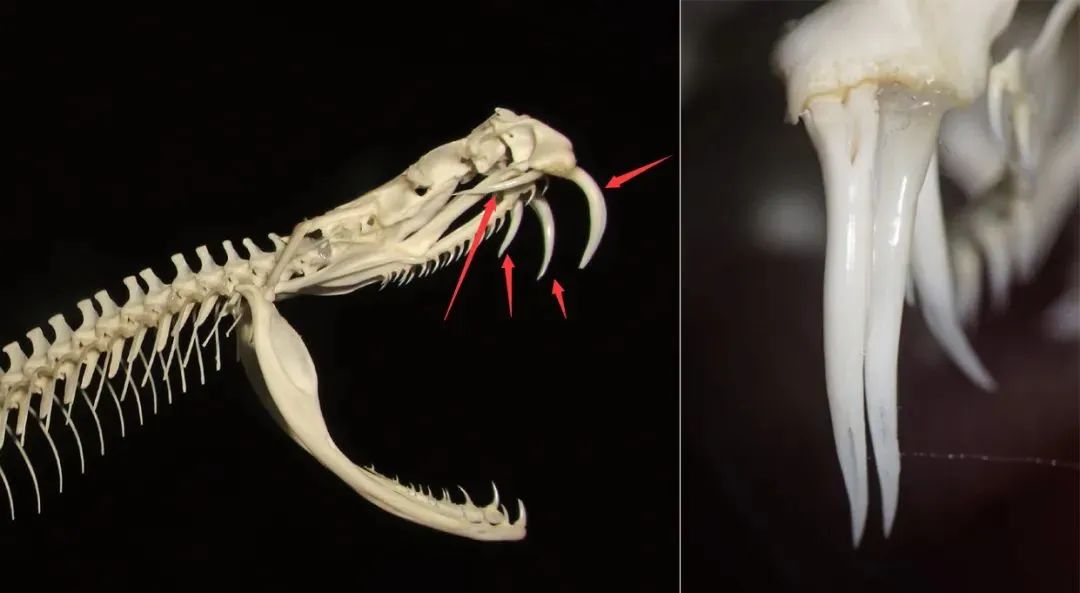 尖吻蝮的管状毒牙,第一对为常用毒牙,后方常有一到两对备用牙.