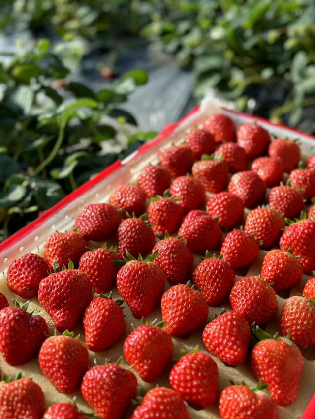 一口甜甜的春天,从它开始~_澎湃号·政务_澎湃新闻-the paper