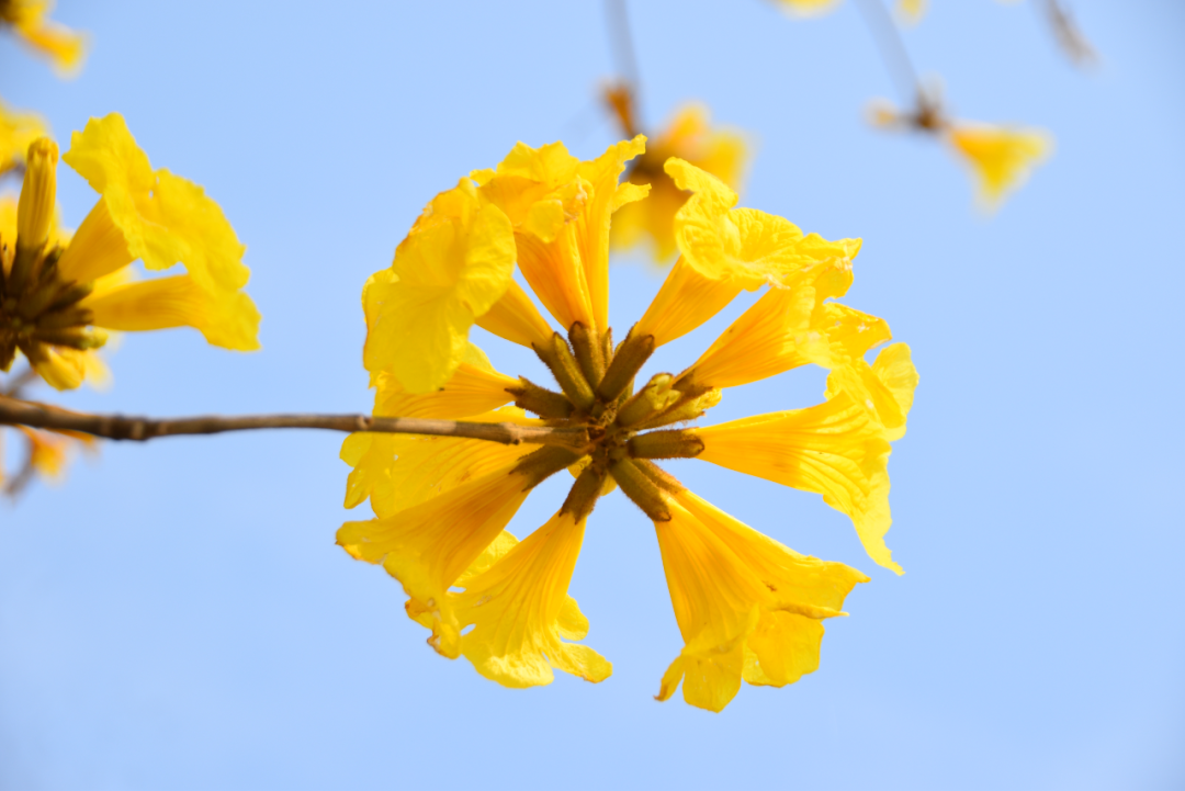 "叮铃~叮铃~" 当春天遇见黄花风铃木_澎湃号·政务_澎湃新闻-the