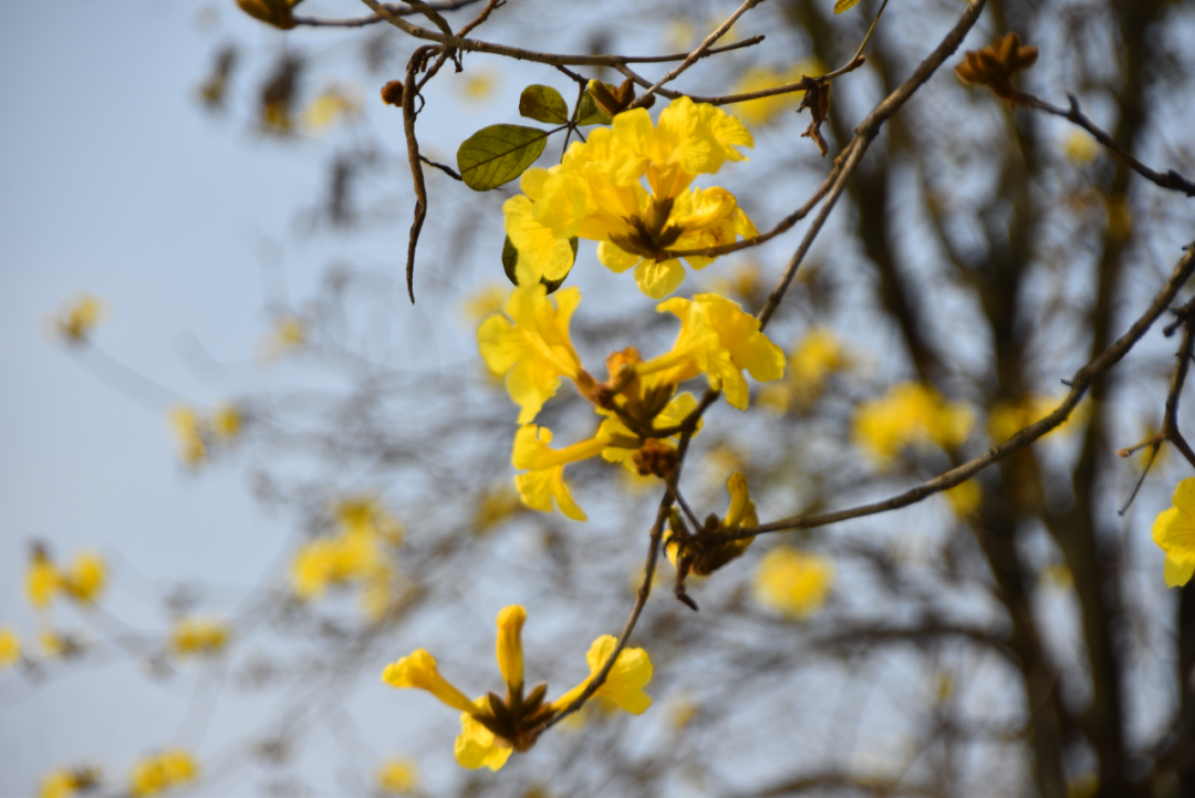 "叮铃~叮铃~" 当春天遇见黄花风铃木_澎湃号·政务_澎湃新闻-the