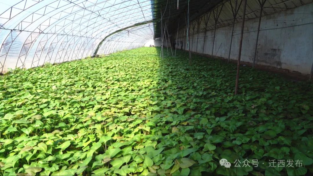 引进新品种孕育新希望太平寨镇蜜薯育苗供需两旺