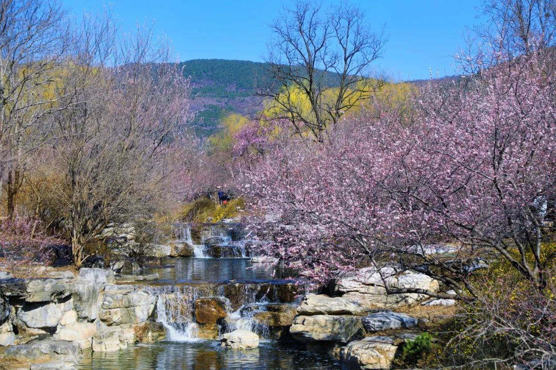 周末追花攻略 | 烂漫花事 打卡北京春日限定景色_澎湃号·政务_澎湃