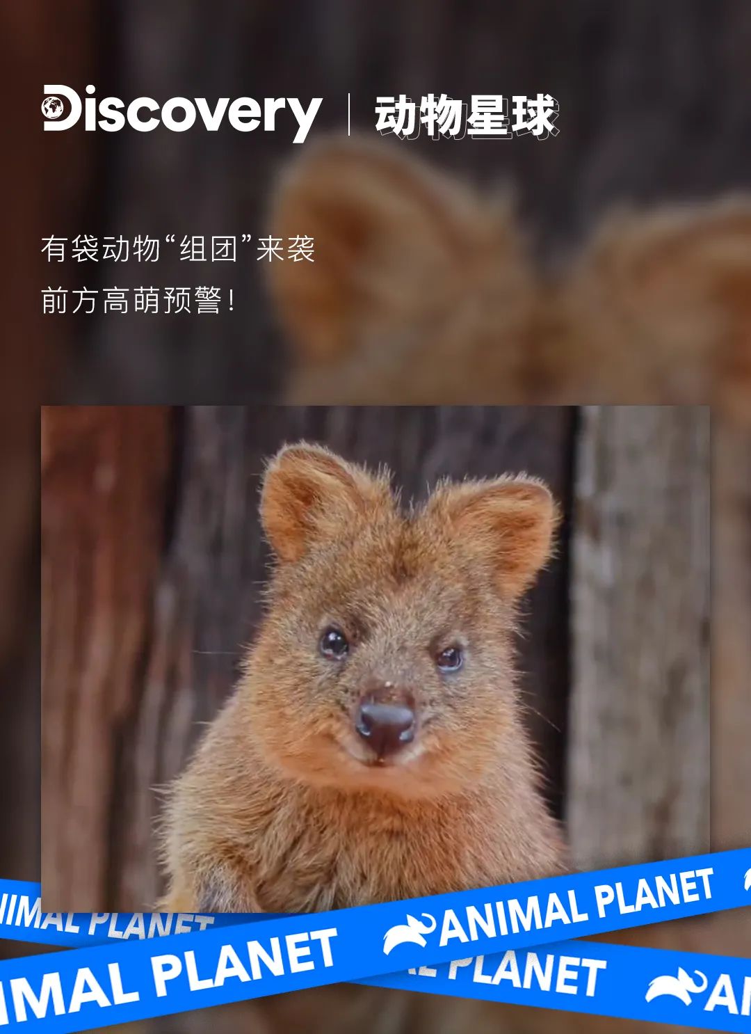 "路霸"袋鼠,可爱但会打人?_澎湃号·湃客_澎湃新闻-the paper