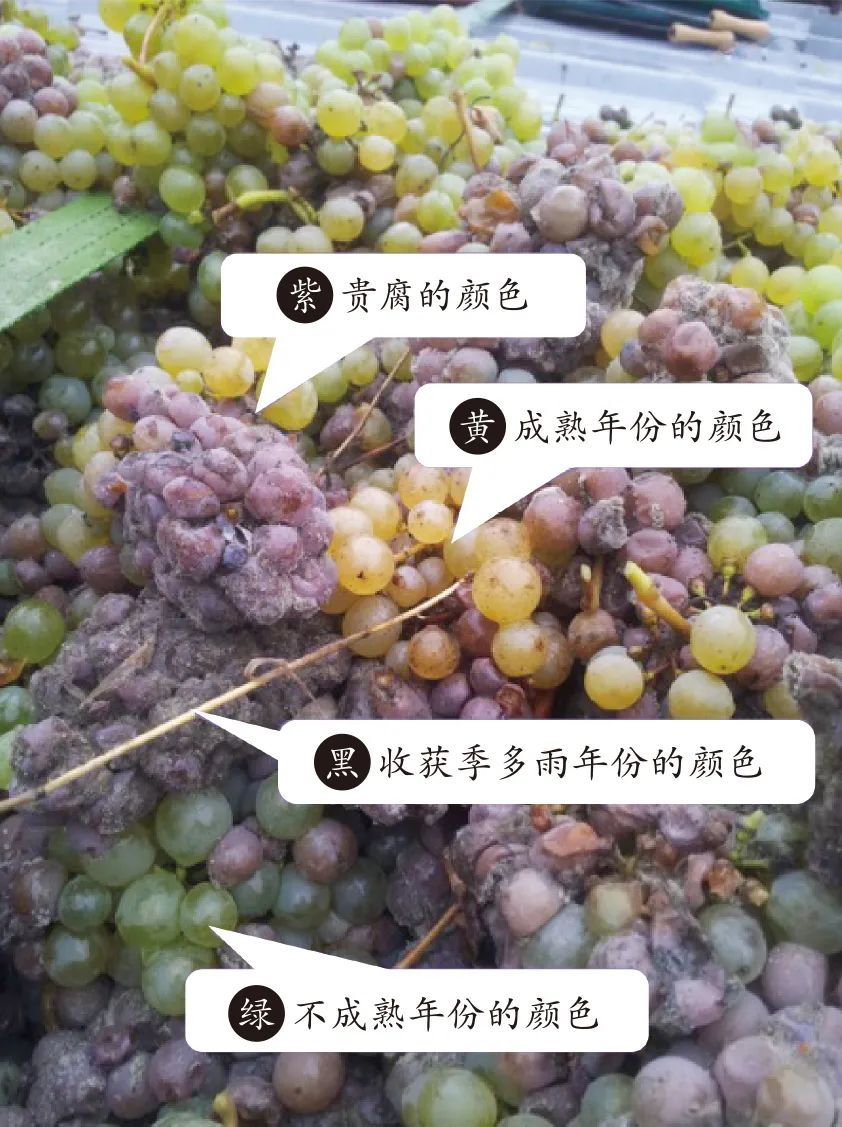 "醉鹅娘"王胜寒:再好的酒,也只是农产品_澎湃号·湃客_澎湃新闻-the