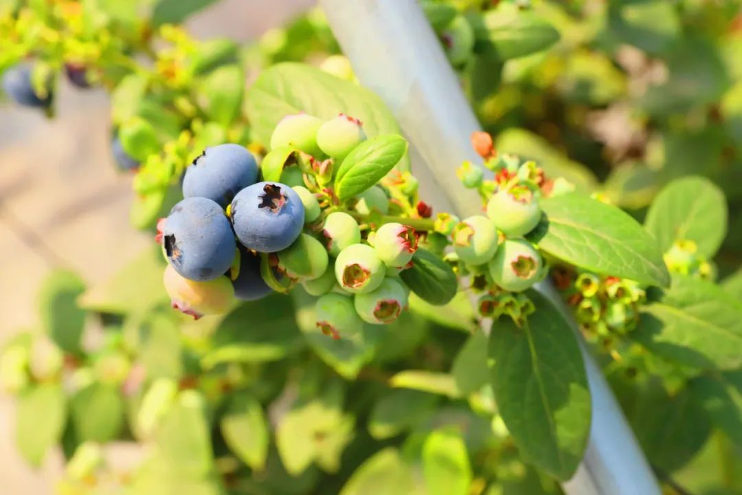 佛山蓝莓,首次出口香港_澎湃号·政务_澎湃新闻-the paper