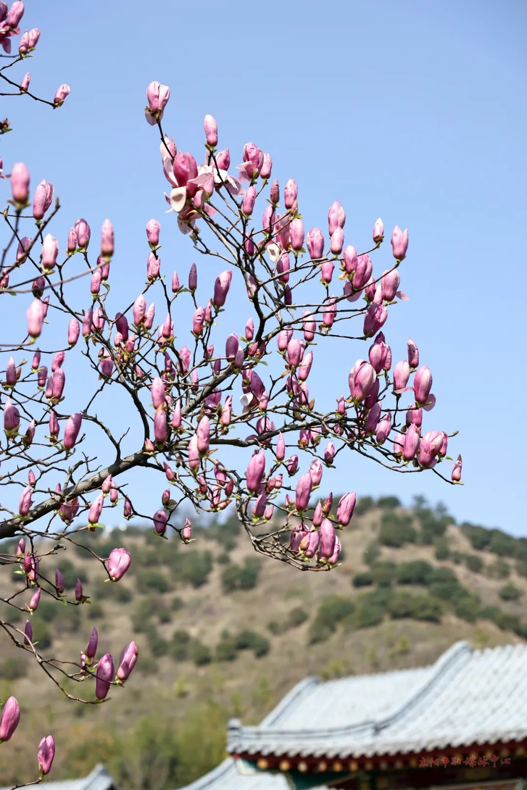 东阳,直冲30℃!_澎湃号·政务_澎湃新闻-the paper