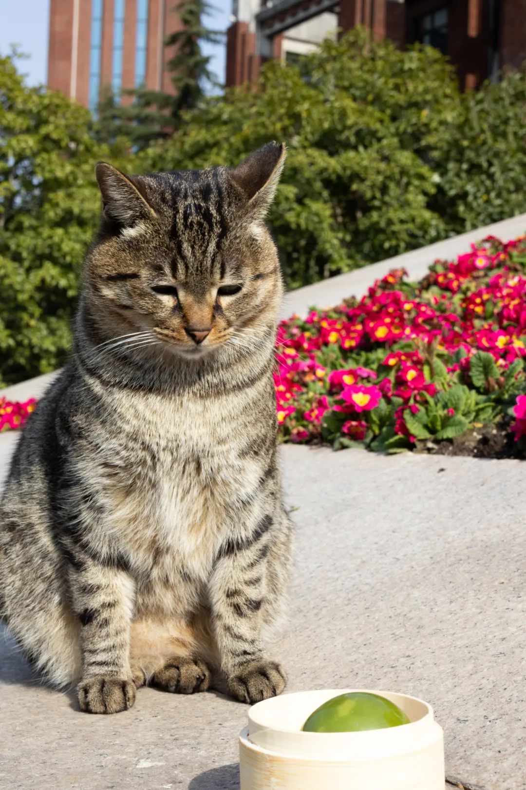 华政园请你品尝春天!_澎湃号·政务_澎湃新闻-the paper