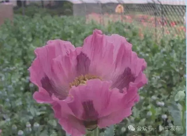 单瓣罂粟罂粟花凋谢期罂粟浆果期罂粟的横切果实罂粟的干燥果壳和种子