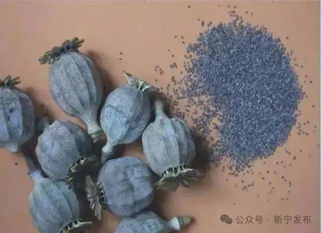 罂粟的干燥果壳和种子罂粟是提取毒品鸦片的主要毒品源植物,长期应用