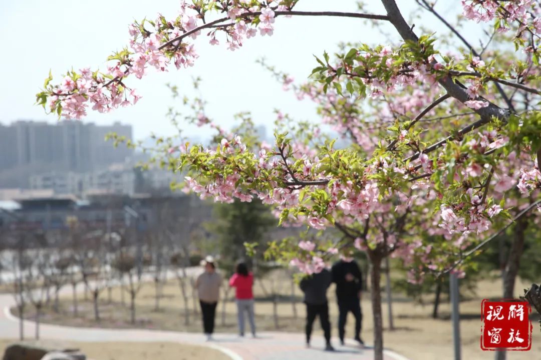 焦作市花海公园图片