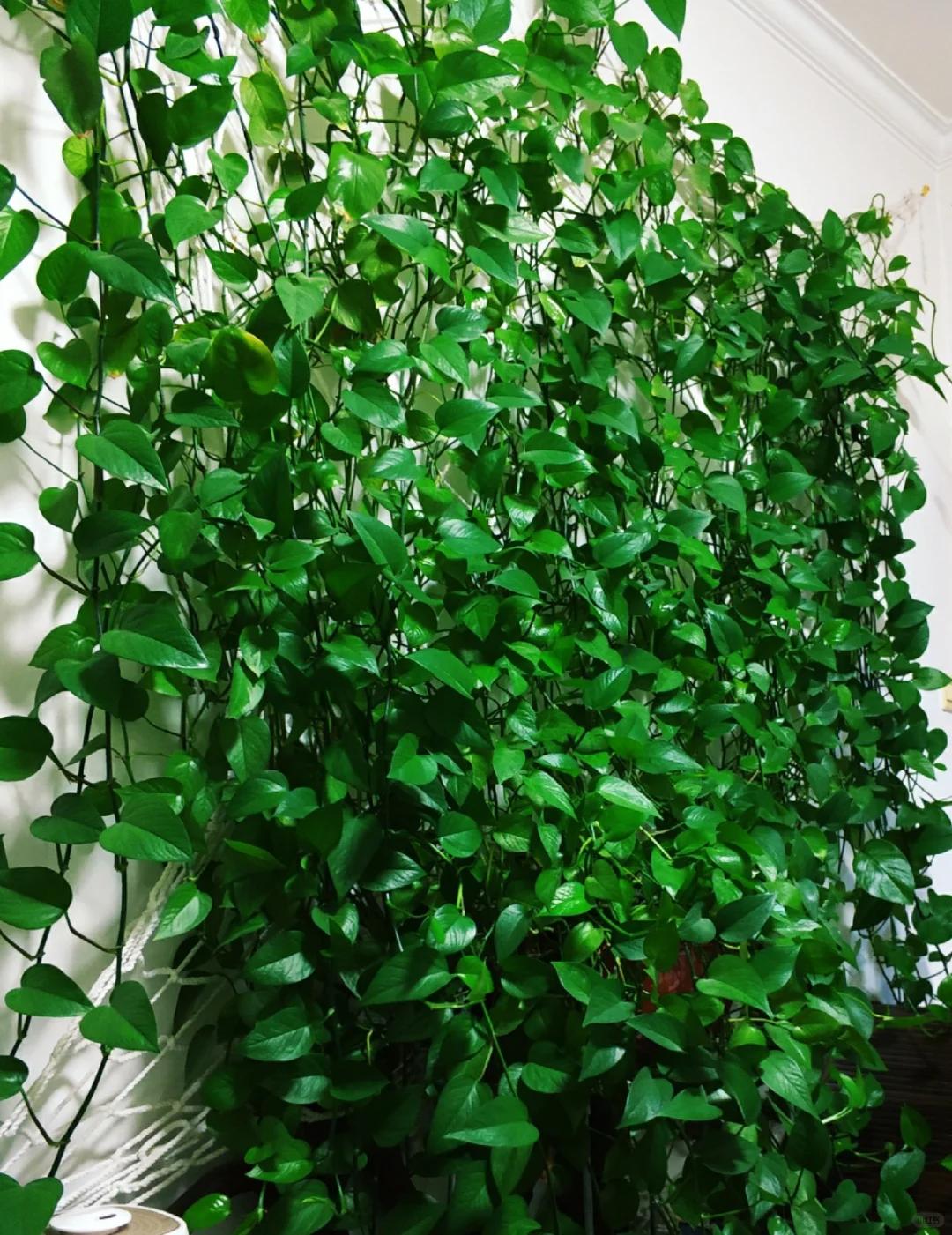 【乡村振兴 巾帼行动】美丽庭院创建小锦囊——只用一种方法,她把绿萝