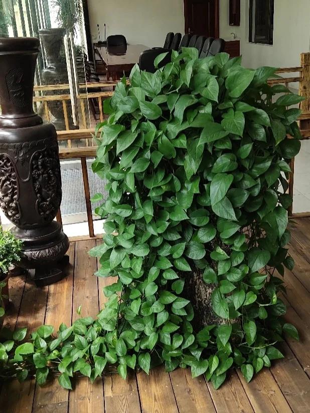 【乡村振兴 巾帼行动】美丽庭院创建小锦囊——只用一