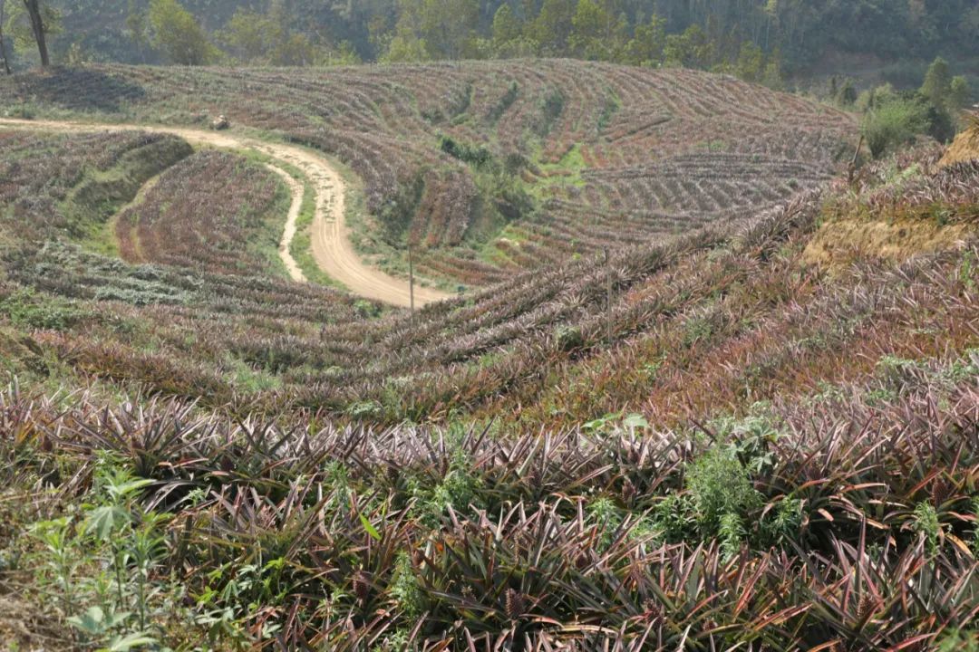 黄草岭乡金钻凤梨抢鲜上市