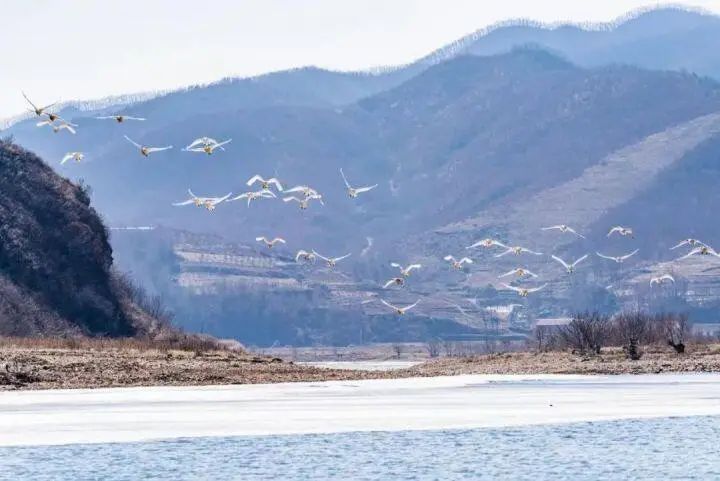 文明创建岫岩绿水青山天鹅舞春满城乡日日新