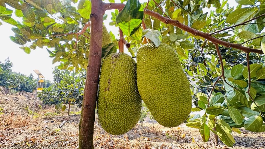 乡村振兴进行时菠萝蜜采摘上市特色产业为乡村振兴赋能添彩