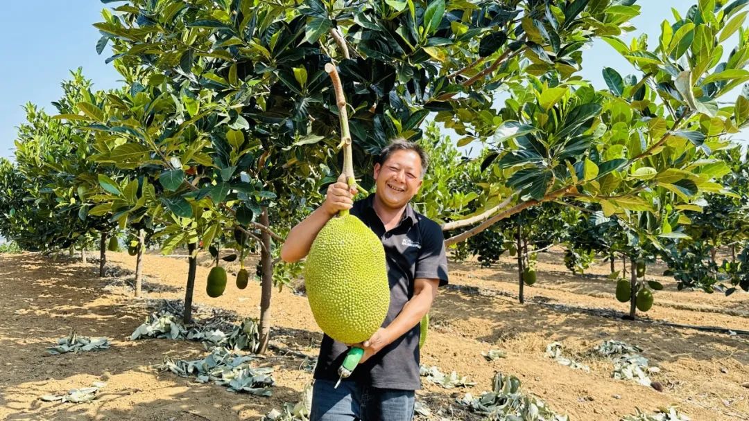 种植的菠萝蜜普文镇西双版纳丰茂有限公司菠萝蜜最近菠萝蜜肯定能收获