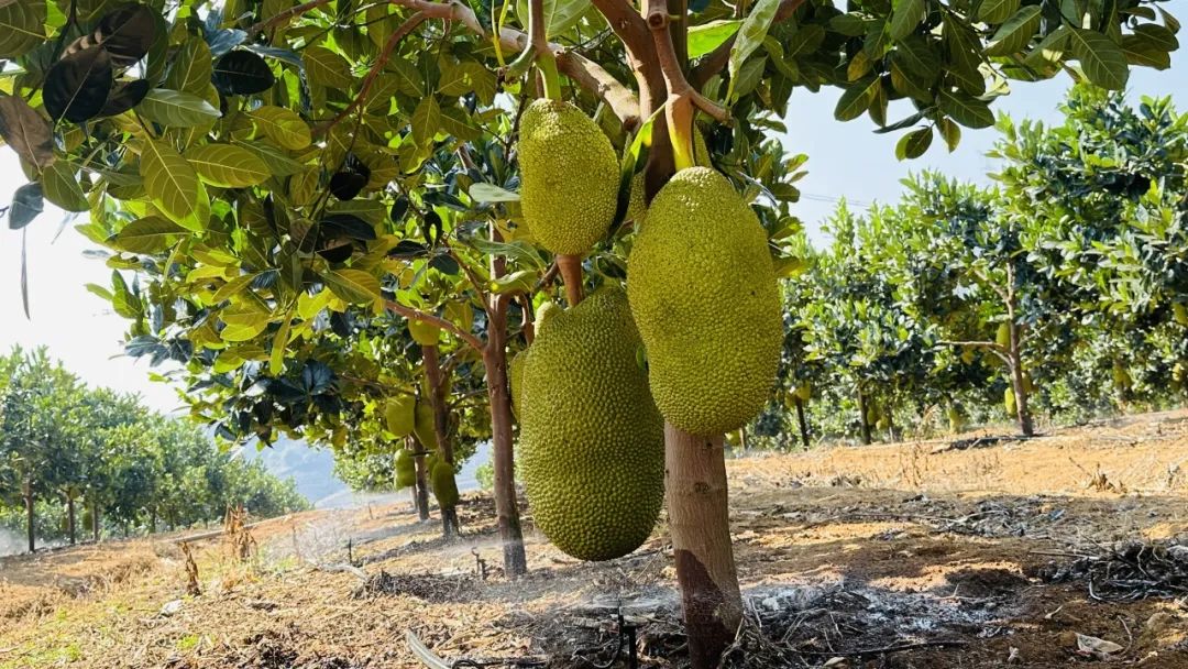 目前公司共在普文镇称杆河村委会种植了600亩的泰国8号红肉菠萝蜜,此