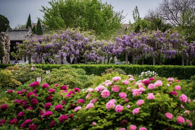 被称"东方花都"!