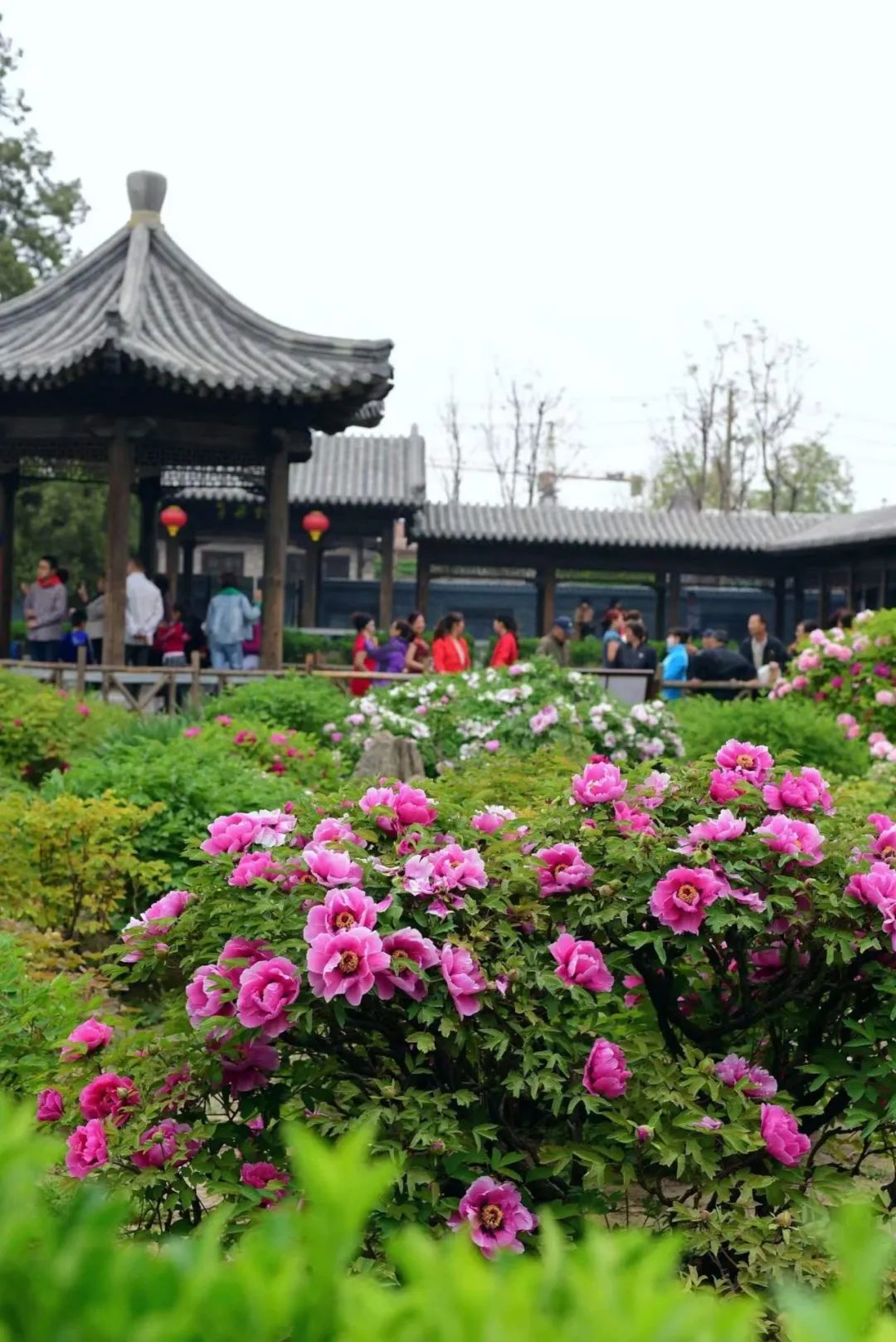 被称"东方花都"!