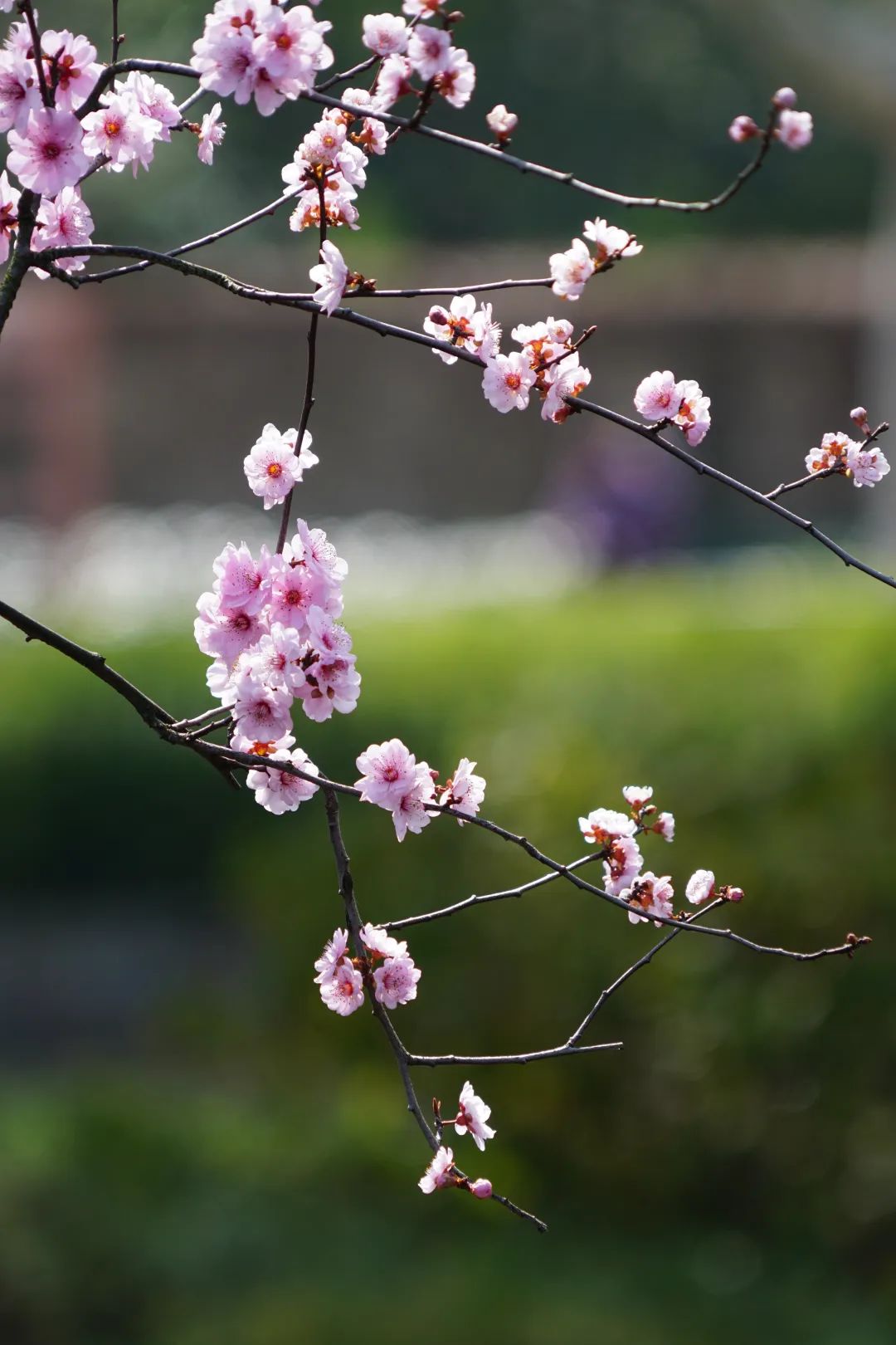 海量美图!美人梅迎来盛花期,静安这些地方能看到!_号