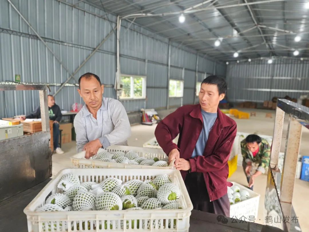 近日,址山镇的释迦种植基地迎来年后采摘高潮,果品成熟上市,受到了