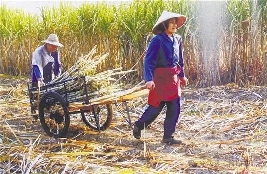 不是东南亚去不起,而是台山五丰村更有性价比_澎湃