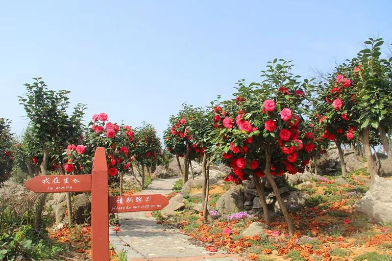 宜昌看花景点推荐图片