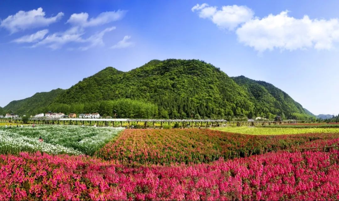 温泉小镇>岩岭大杉树>大槽村蓝莓生态观光园>高岚自然风景区1080_641