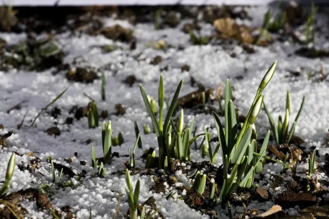 【山东科协每日科普】谨防"倒春寒",牢记这几招_澎湃号·政务_澎湃