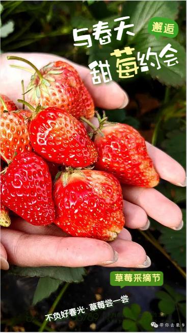 与春天邂逅甜莓约会