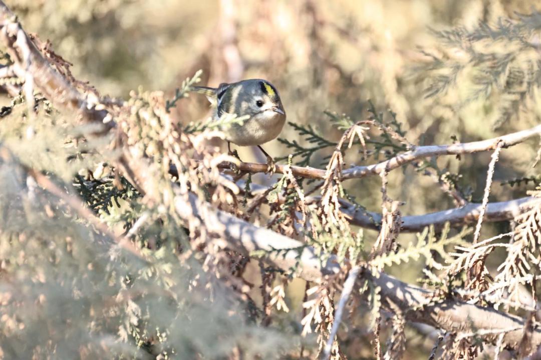 白洋淀野生鸟类 3_澎湃号·政务_澎湃新闻