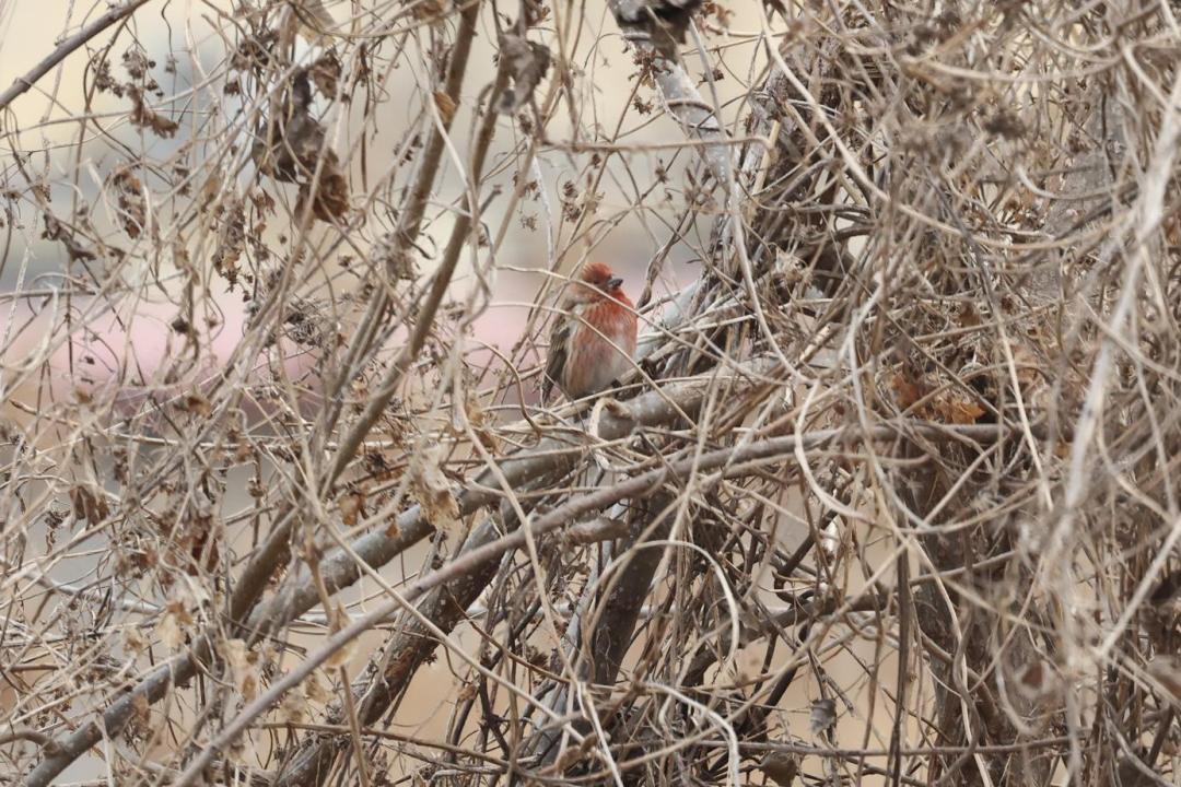 白洋淀野生鸟类 3_澎湃号·政务_澎湃新闻