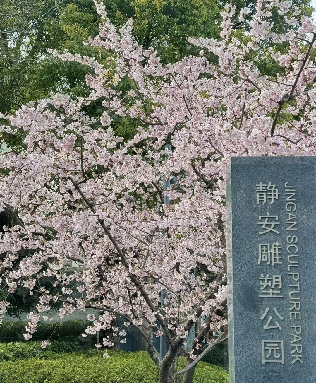 堆云叠雪,美不胜收,顾村公园又将呈现一片樱花的海洋;晚