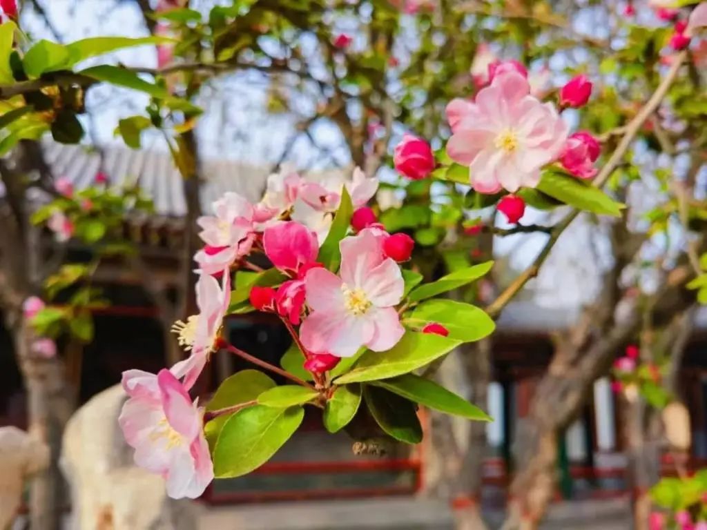 海棠花姿潇洒,花开似锦,自古以来是雅俗共赏的名花,素有花中神仙之