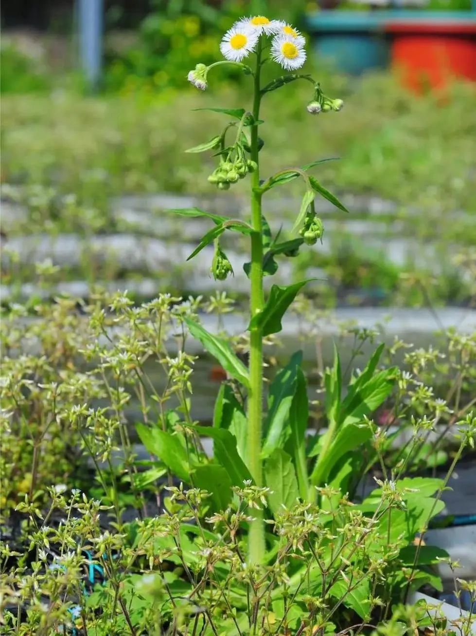 一年蓬(春飞蓬)c,洋甘菊b,苏门白酒草a,小雏菊下列选项当中,哪个名称