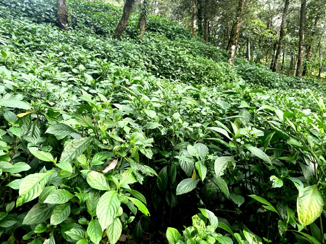 乡村振兴嘎娘乡绿色银行里的板蓝根传奇